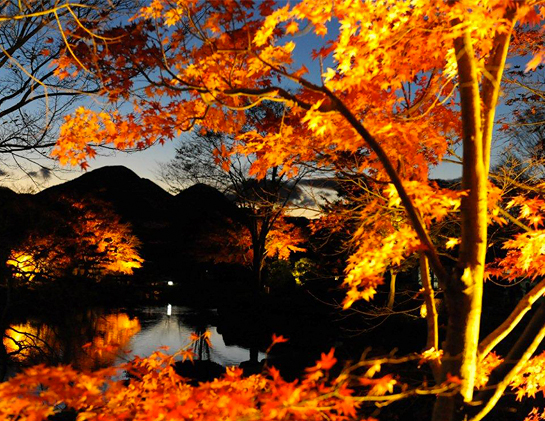 桜山公園 城峯公園のライトアップ 山水からのお便り