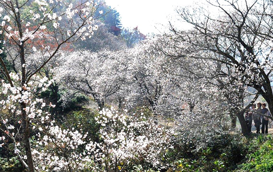 桜山公園 城峯公園のライトアップ 山水からのお便り